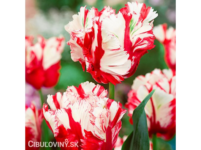 Tulipan Estella rijnveld 0