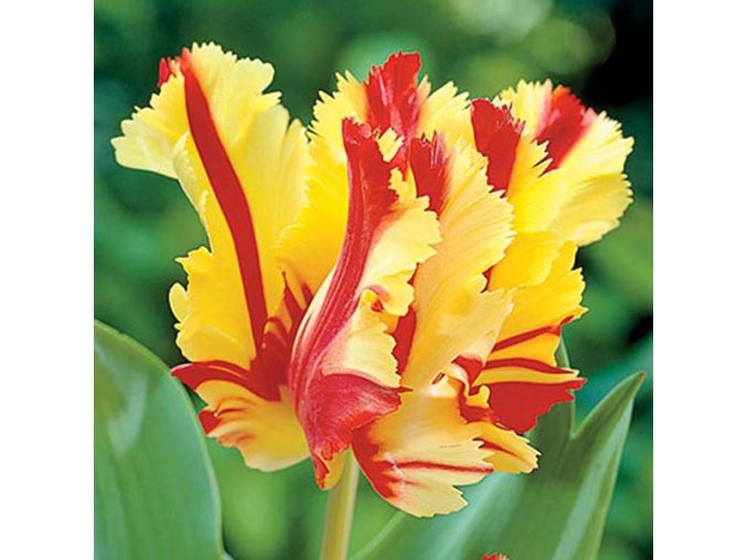 Tulipan Flaming parrot 8