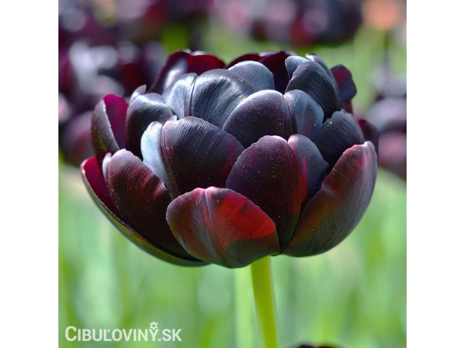 cerny plnokvety tulipan black hero 1