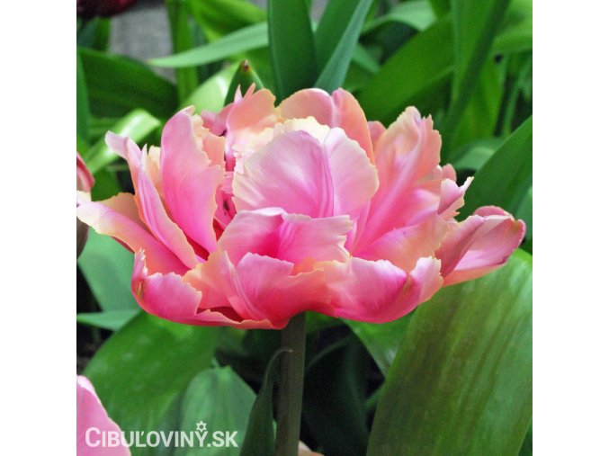 ruzovy plnokvety tulipan final star 1