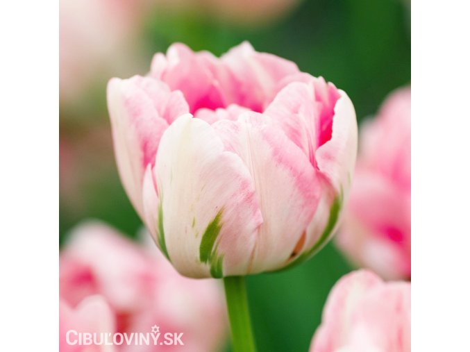 ruzovy tulipan finola 1