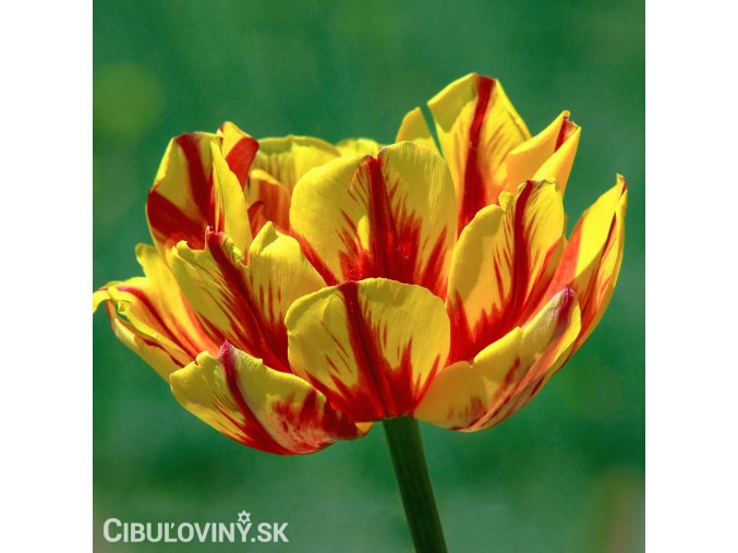 zlutocerveny plnokvety tulipan golden nizza 1