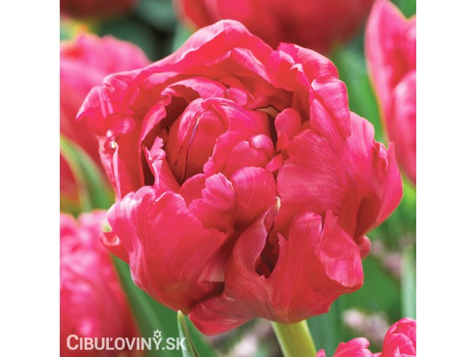 ruzovy plnokvety tulipan chato 1