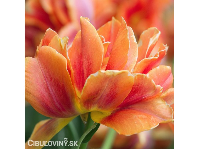 oranzovy plnokvety tulipan willem van oranje 1