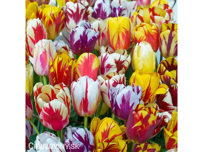 tulipany rembrandt smes barev mix 1