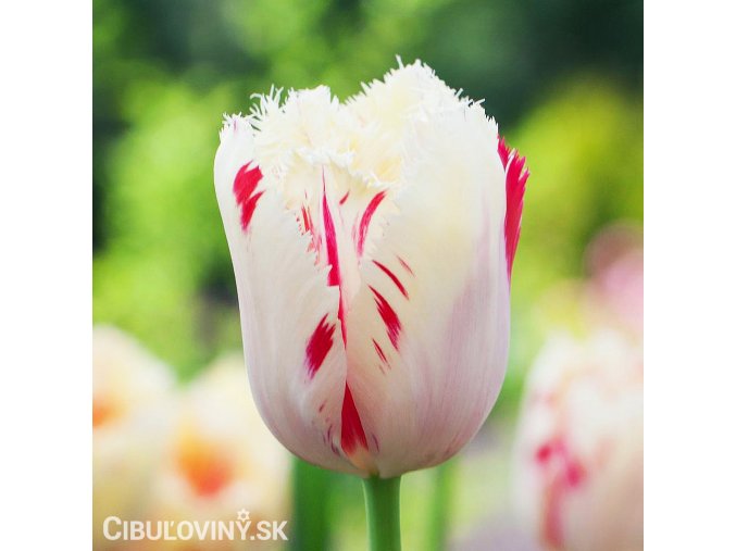 bilocerveny trepenity tulipan carousel 1