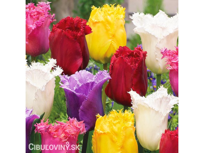 trepenite tulipany smes barev mix 2