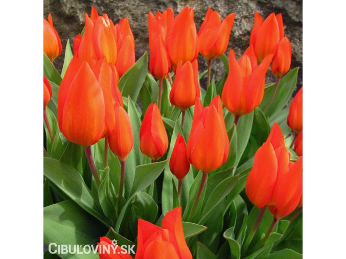 cerveny tulipan praestans fusilier 1