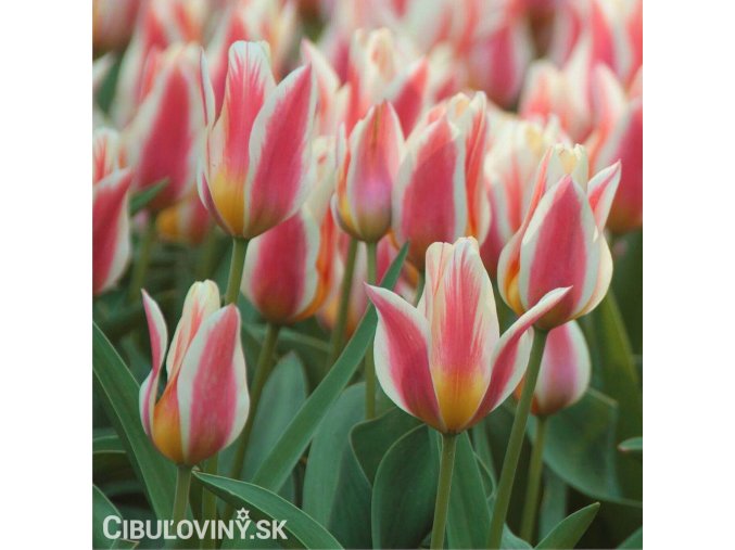 biloruzovy vicekvety tulipan quebec 1