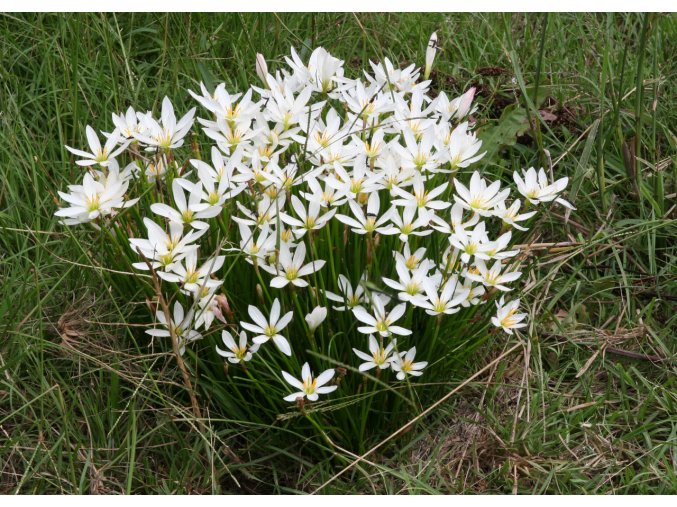 Zephyranthes 1