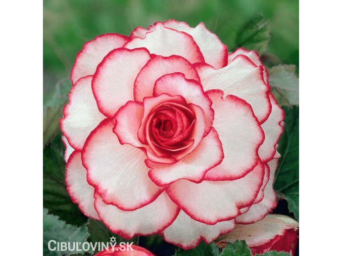 bilocervena begonie picotee white 1