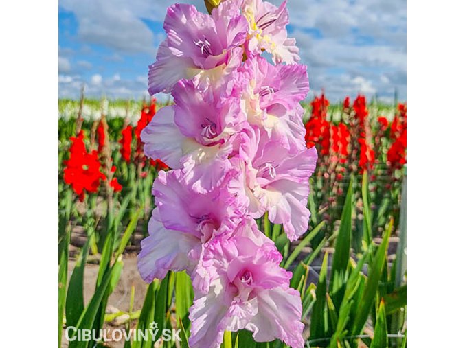 ruzovy mecik gladiolus magenta princess 1