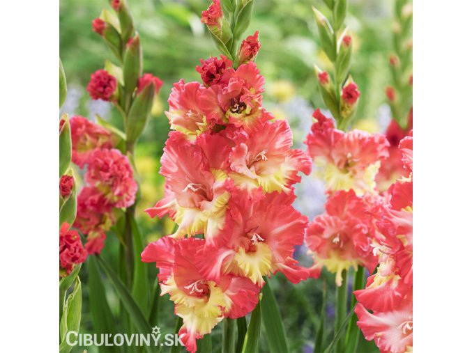 lososovy mecik gladiolus mango muse 1