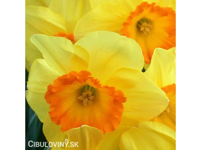 narcis early flame 1