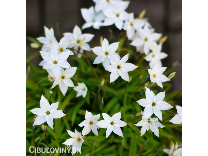 ipheion jarni hvezda bila 1