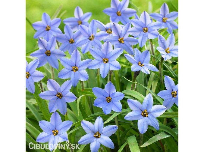 ipheion modry 1