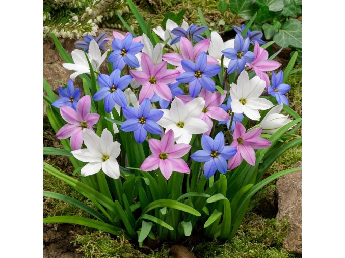Ipheion - Jarná hviezda mix