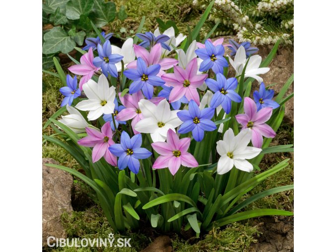 ipheion jarni hvezda mix smes barev 1