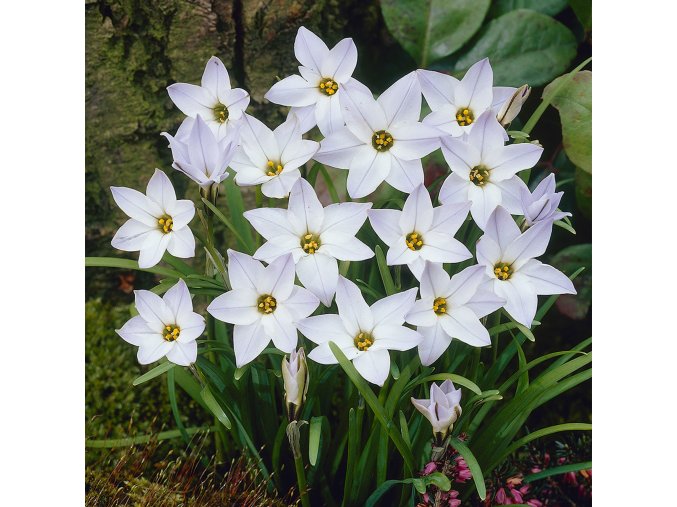 Ipheion - Jarná hviezda Uniflorum