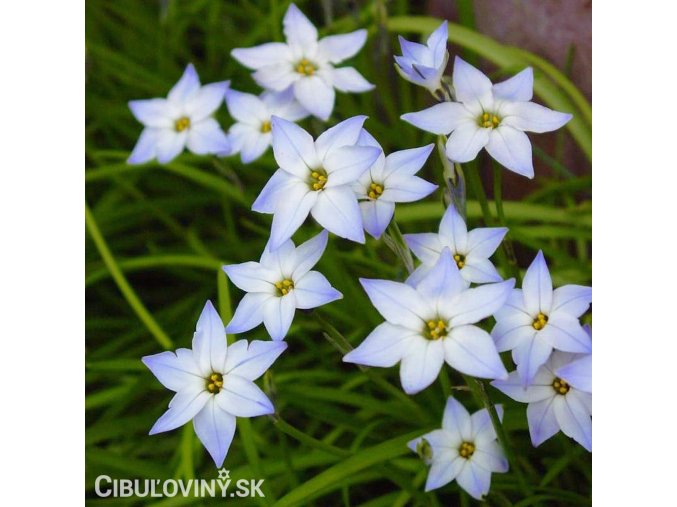 ipheion uniflorum jarni hvezda bilo modra 1