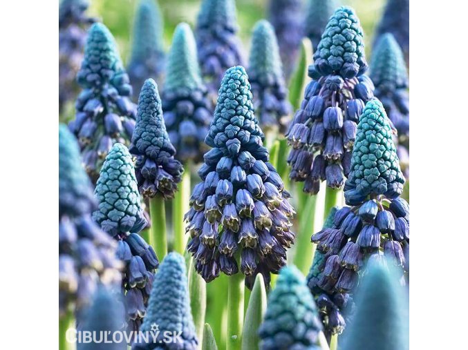 Obri Modrenec Bellevalia Pycnantha 1