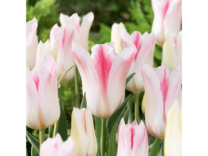 Tulipán ľaliový - Holland Chic