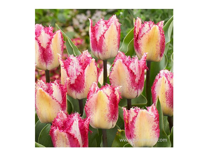 Tulipán rozstrapkaný - Yasmine