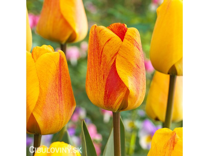 zlutocerveny tulipan beaty of apeldoorn 1