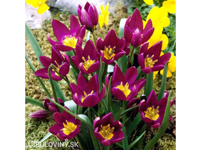 fialovy tulipan odalisque 1