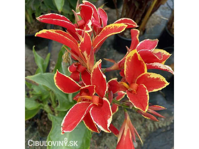 cerveno zluta canna dosna lucifer 1