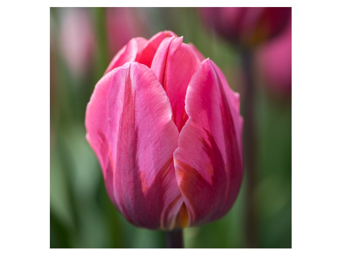 Tulipán - Pretty princess