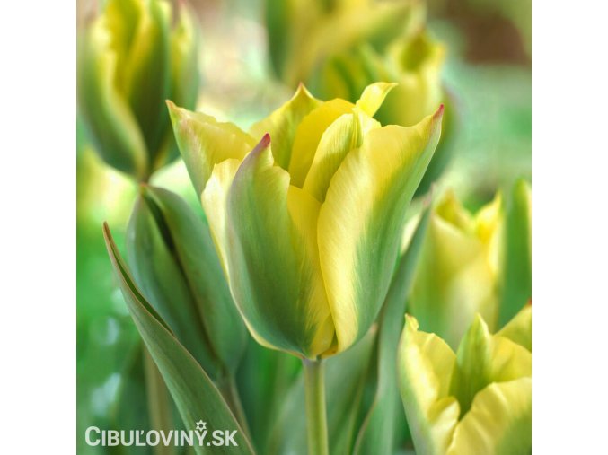 zelenozluty tulipan formosa 1