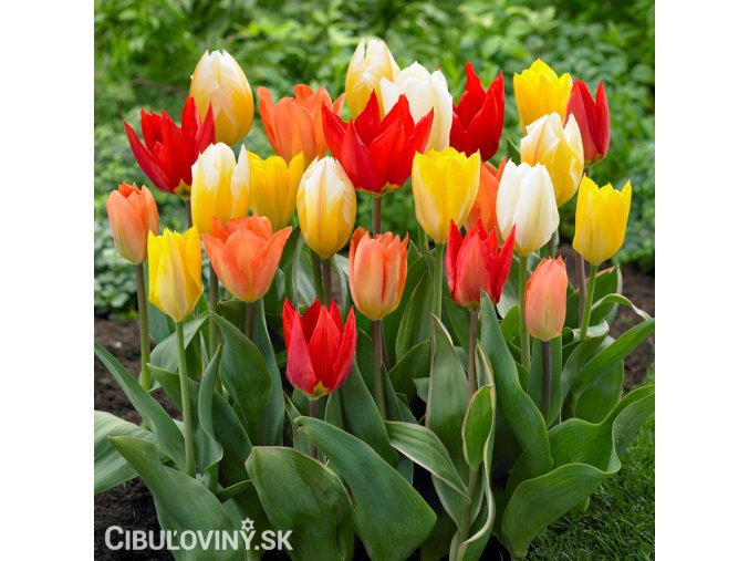 smes tulipany fosteriana mix barev 1