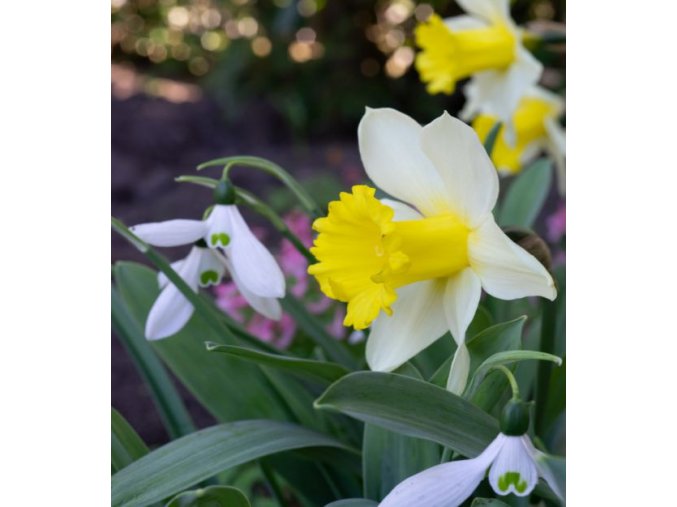 Narcis - January Silver