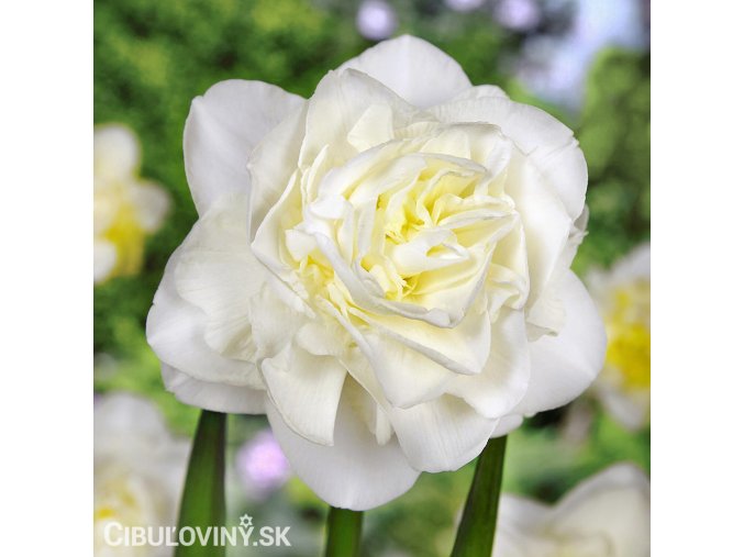 bily plnokvety narcis obdam 1