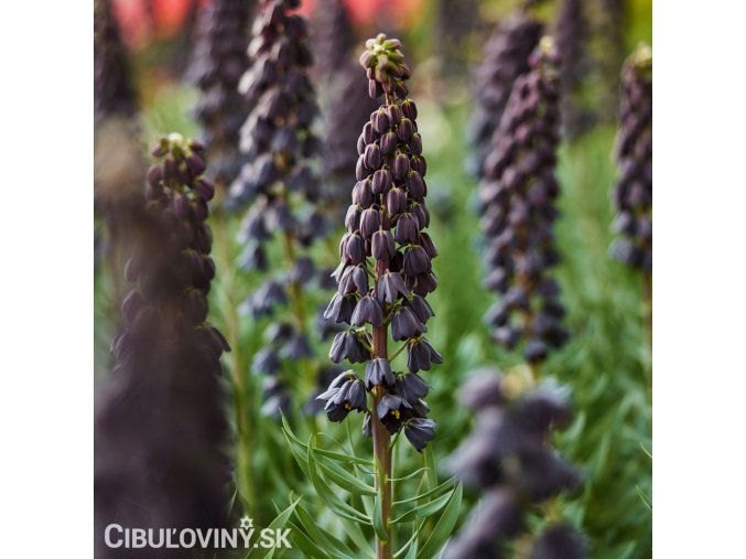 cerny rebcik fritillaria twin towers 1