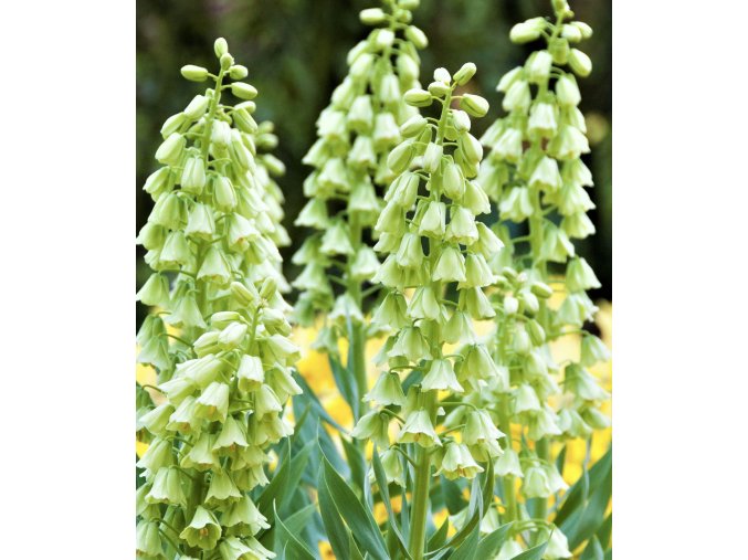 Korunkovka - Fritillaria Persica Alba