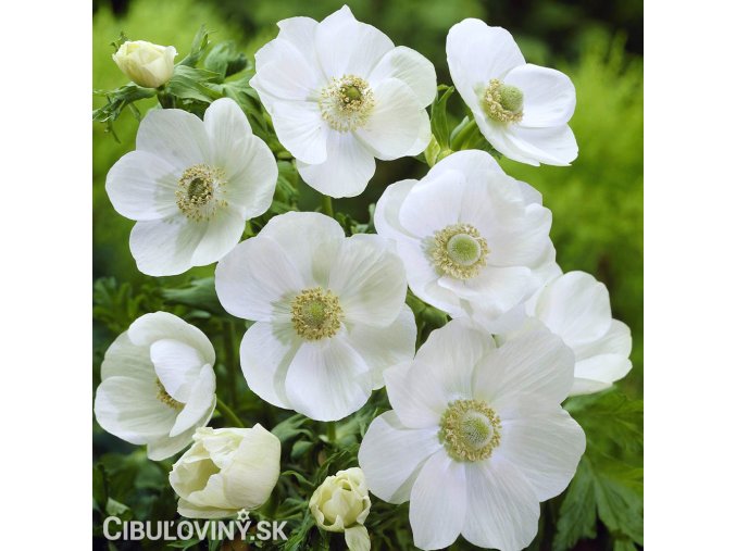 bila sasanka anemone the bride 1