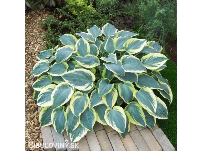 bohyska hosta american halo 1