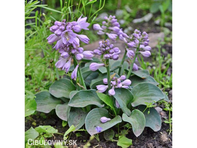 bohyska hosta mouse ears 1