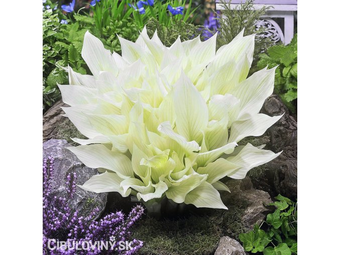 bohyska hosta white feather 1