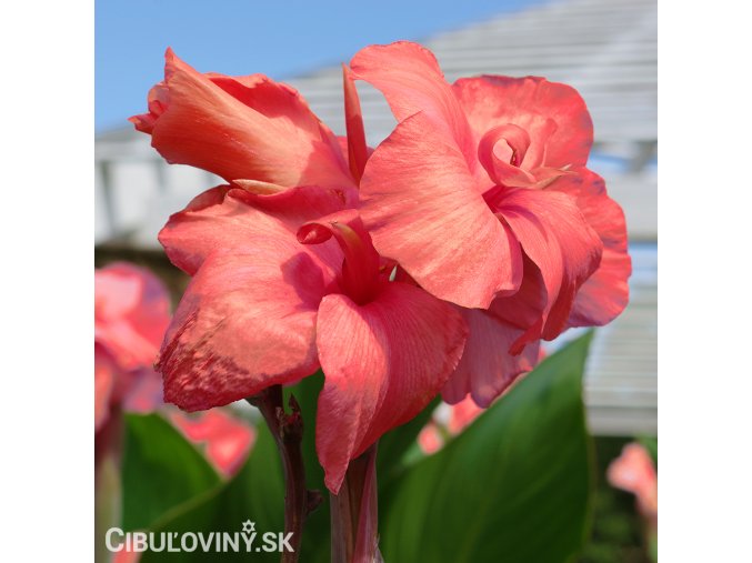 ruzova Dosna Canna Oklahoma 1