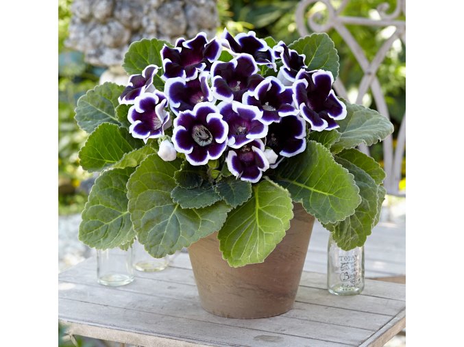 Gloxínie Kaiser Wilhelm 1