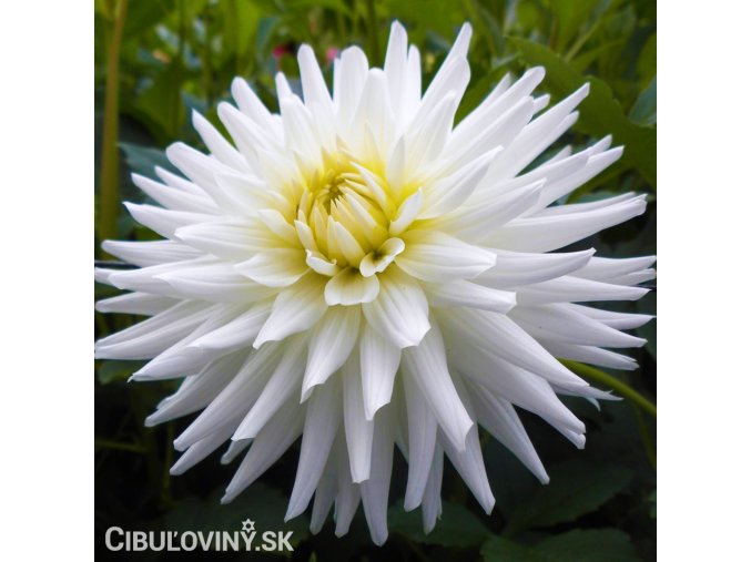 bila jirina my love 1