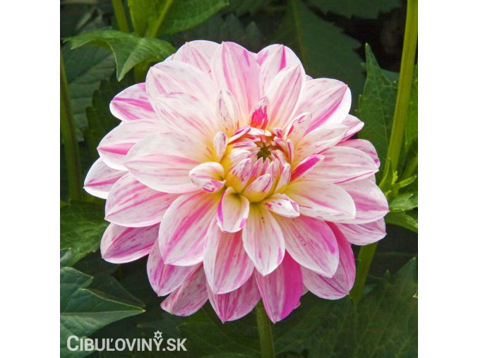 ruzovo bila jirina bonesta 1