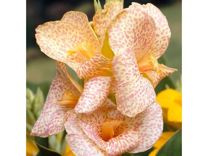 Canna Confetti 1