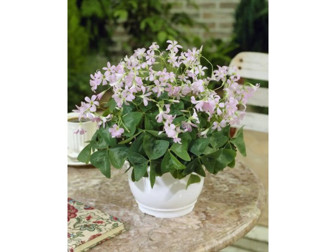 Oxalis fanny triangularis 21