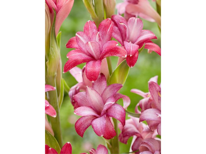 Tuberosa Cherry 01