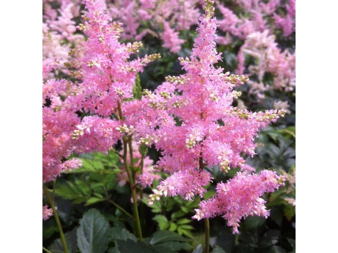 Astilbe Europa 01