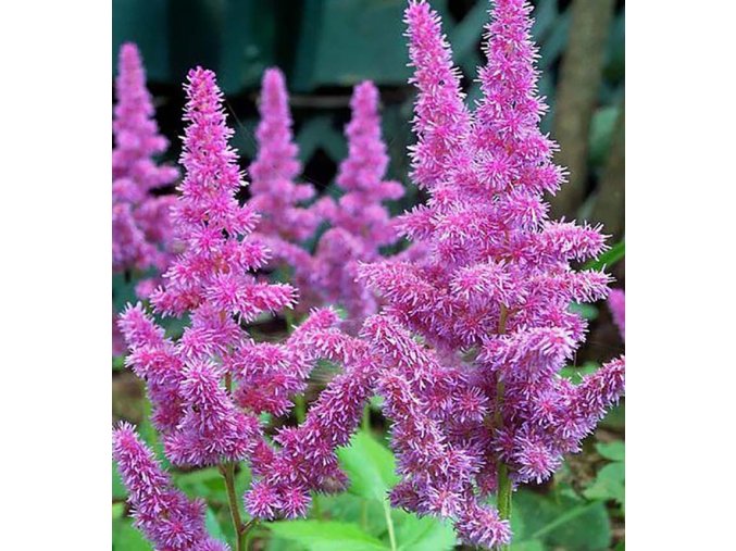 Astilbe Hyacint 01
